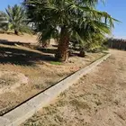 القصيم البدائع