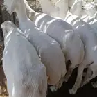 قصاص اغنام داخل الخفر