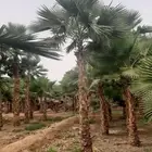 نخل واشنطني واشنطوانيا زينه للبيع