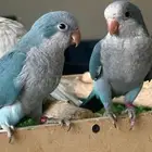 فندقه للطيور
