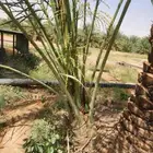 نخل مثمر