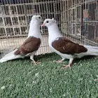 طبات قطيفي مكتف