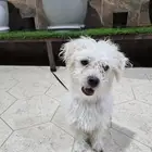 كلاب مالتيز