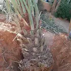 قلع وغرس وتكريب النخيل