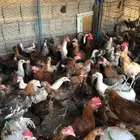 دجاج بلدي بشاير