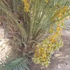 نخل للبيع وتوصيل إلى جميع مناطق المملكة