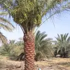 نقوم بقلع وتوريد وتركيب جميع انواع أنخيل