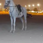 خيل وجمال وحنطور للايجار