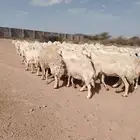 غنم منوة القاني العدد 92 دفيع وشرط ماشالله عليها