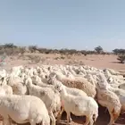 ضان حري عددها 90 وفحولها 2 دفيع كلها مشروطه شرط صحه سليمه