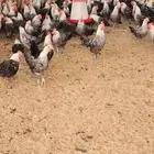 ديوك ودجاج فيومي تربيه وذبح