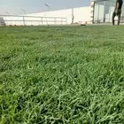 ثيل طبيعي سي 2000