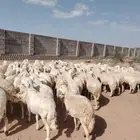 ضان حري عددها 90 وفحولها 2 دفيع كلها مشروطه منوة القاني