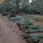 قلاع وغرس وتكريب وتنظيف النخيل