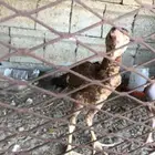 فروخ دجاج باكستاني