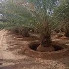 برني للبيع للكميات فقط