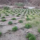 حناء ينبع مطحون بالجملة الحناء انتاج جديد