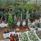 وشنطونيا زيتون جهنميه جميع اشجار الزينه