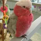 كوكاتو. جالا