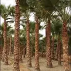 مقالات شبوك ونخل
