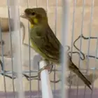 هجين موزنبيق (تم البيع)