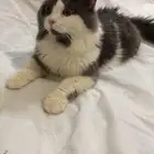 قط للتبني