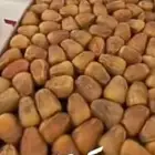 سوق التمور في بريده . التوصيل ثلاجه الي الرياض يوجد باص ثلاج