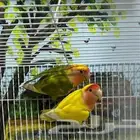 زوج روز طفره معه 3فروخ