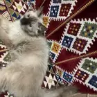 قط ذكر للتبني