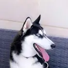 كلب هاسكي للبيع