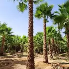 نخل واشنطونيا