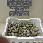 بيض سمان للاكل والتفقيش