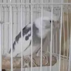 ذكر كروان هولندي
