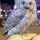 حمام بوم شجرية صغيره الحجم الاحساء