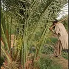 طالع علاالشرقيه النخل طيب ومثمر حفر الباطن النعيريه الخفجي ا