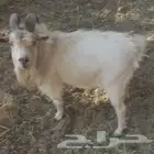تيوس كظمى
