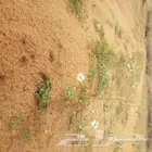 مطلوب ارفف سوبرماركت وسطي
