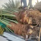 نخل من القصيم