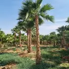 نخل واشنطني