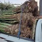 نخل من القصيم