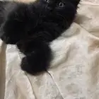قطط للتبني