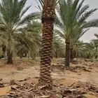 نقوم بتقديم خدماتنا لكي نفيد عامه المجتمع ونفيد أنفسنا اشكال