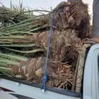 نخل من القصيم