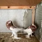 زوج نفاخ مسوبع