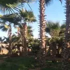 نخيل واشنطن نخل وشنطوني بااسعار مناسبه