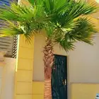 متخصصون في زراعه النخيل المقاسات من1متر ثالا10متر واشنطني زي