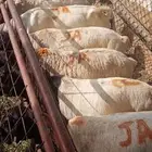 15 راس بربري صومالي مرابي بمزارعنا