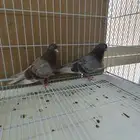 حمام صنعاني اصيل ( تم البيع )