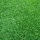 ثيل طبيعي نجيله طبيعي