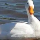 بط بكيني وطيور سمان